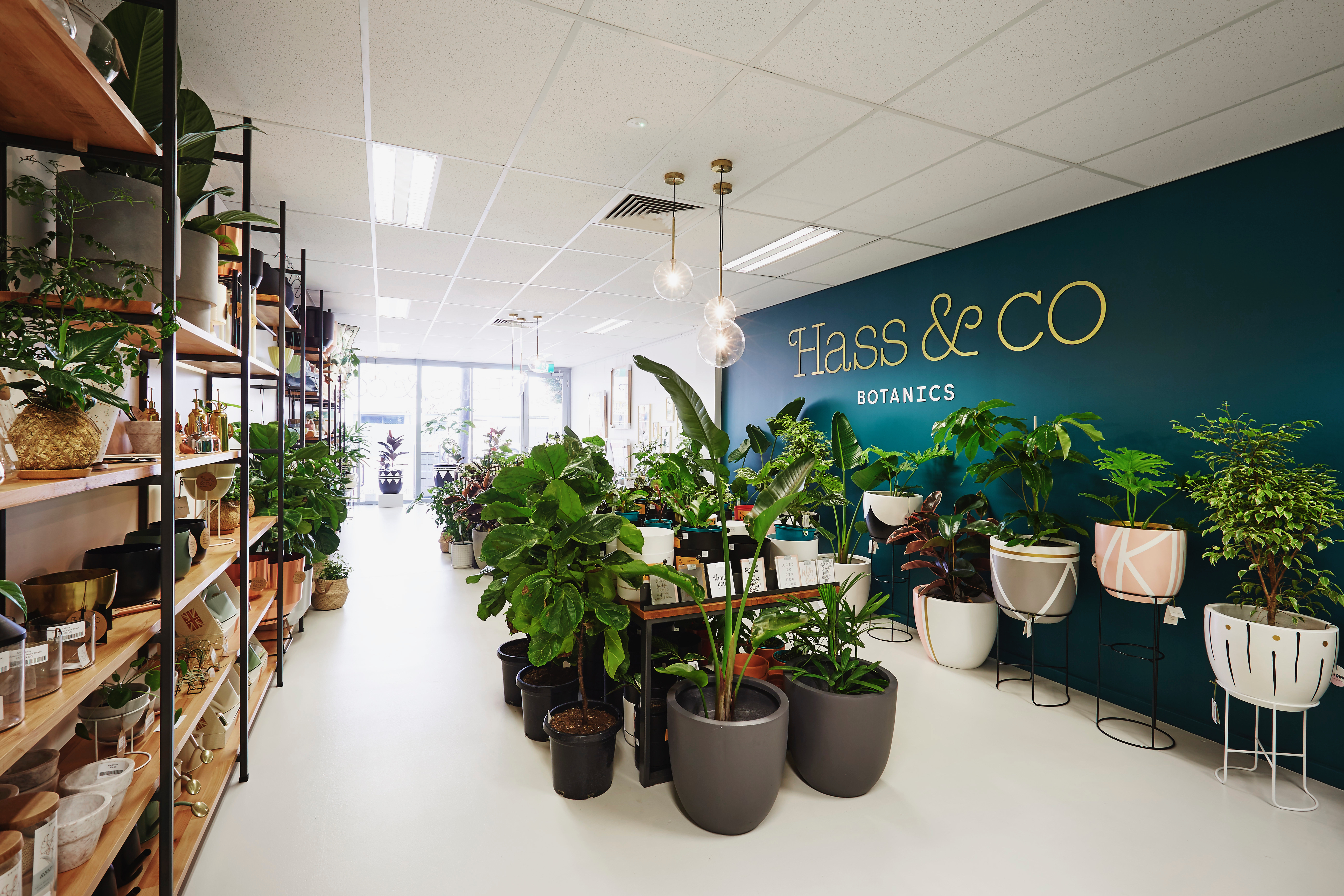 Indoor plant heaven in Leederville, Perth WA